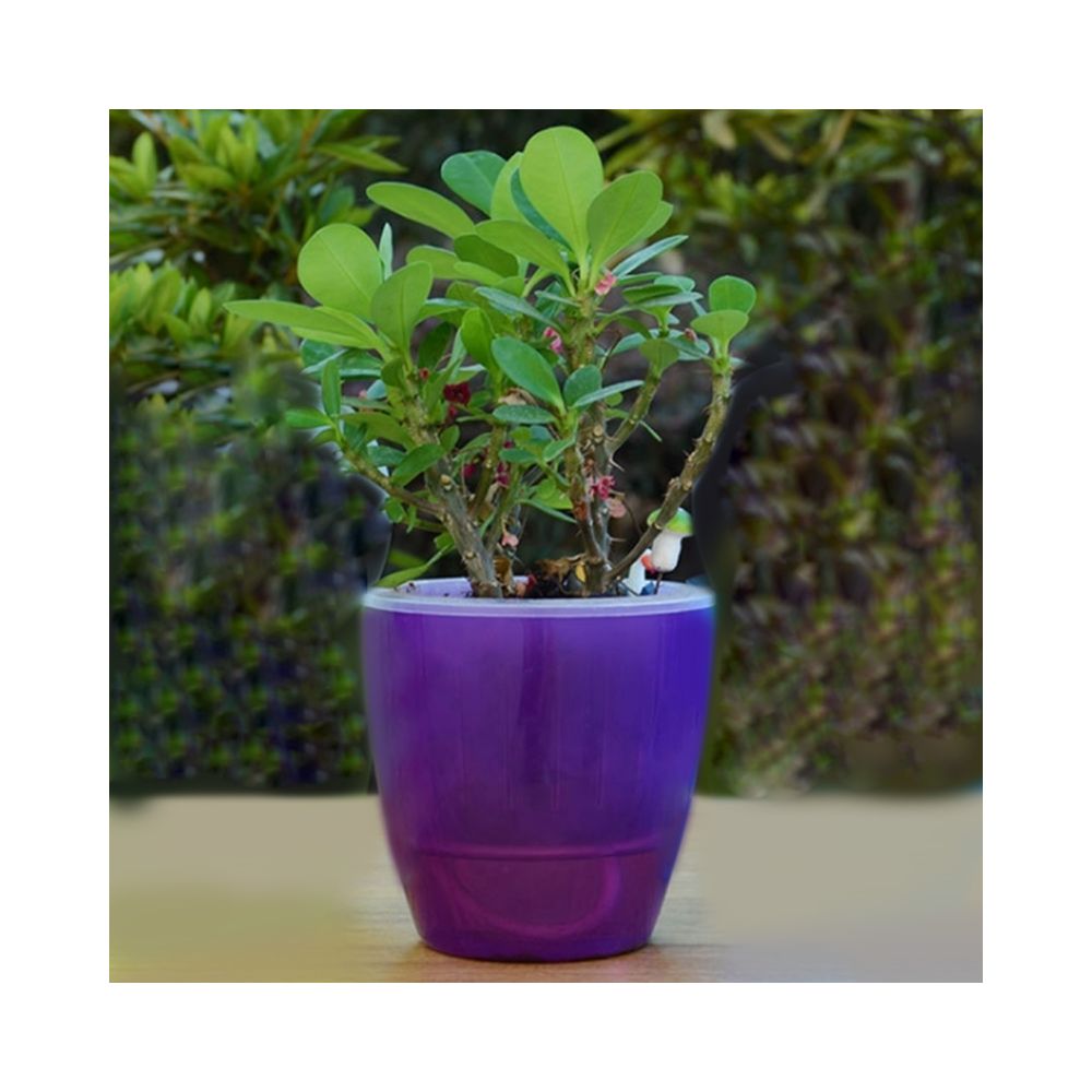Wewoo - Pot de fleur Violet Pots de fleurs paresseux automatique hydroponique plantes en absorbant l'eau circulaire résine de en plastique double couche conception auto arrosage arrosoir, diamètre: 13cm, hauteur: 13,7 cm - Poterie, bac à fleurs