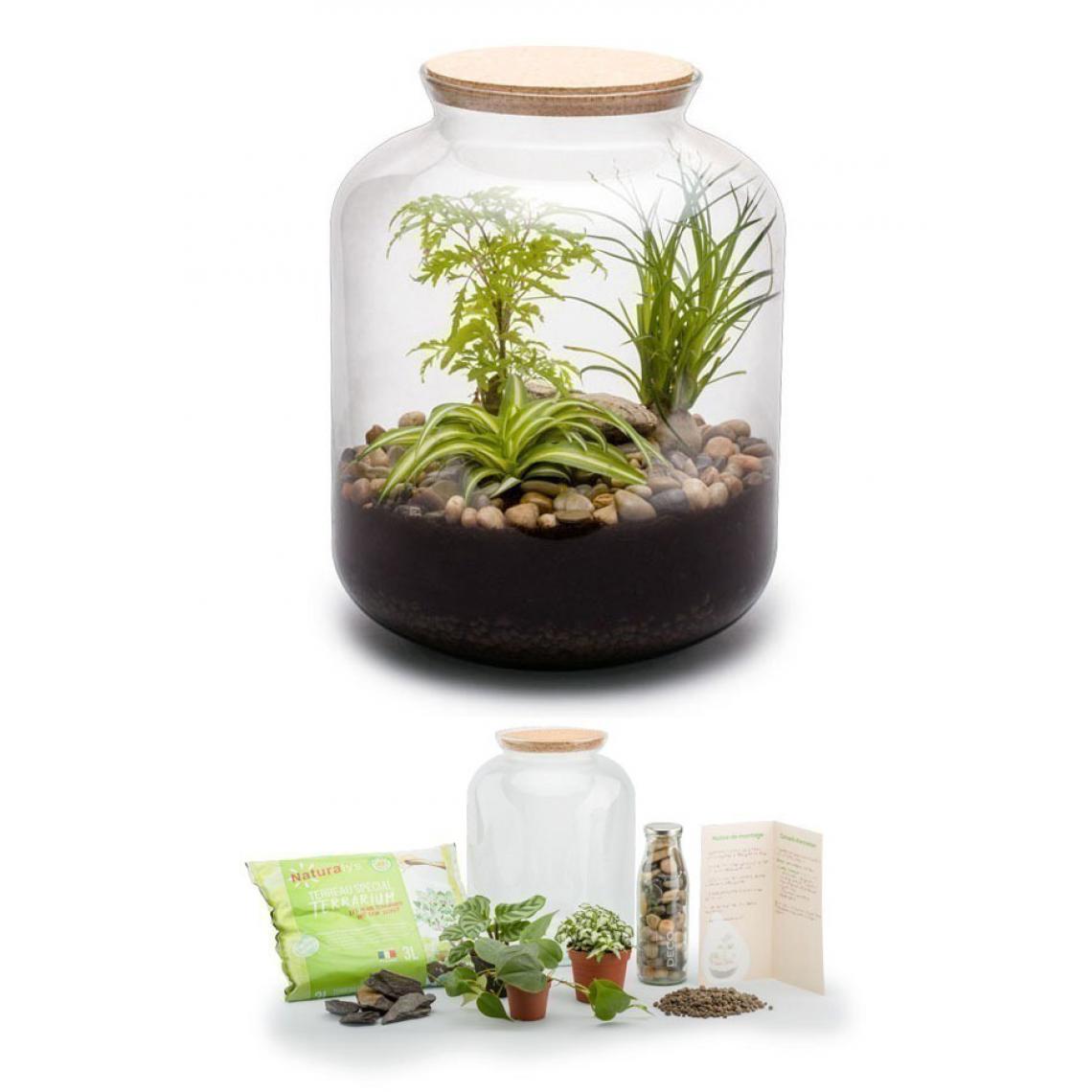 Flowerbox - Kit terrarium plantes Bonbonne mix S (24 x 31 cm) - Terrarium