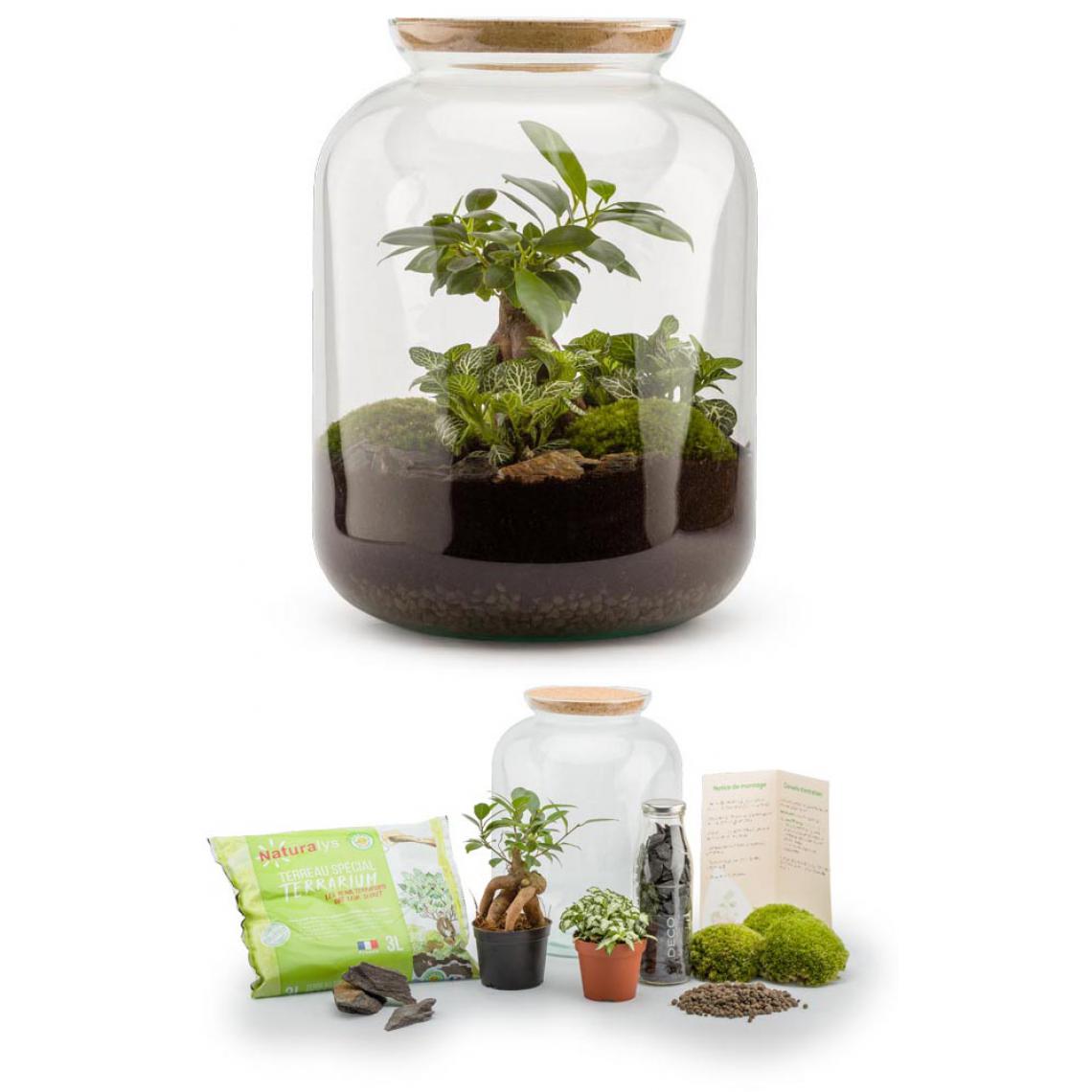 Flowerbox - Kit terrarium plantes Bonbonne S (25 x 31 cm) - Terrarium
