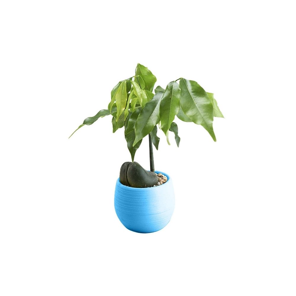 Wewoo - 5 PCS Mini rondes Home Garden Office Decor Pots de fleurs en plastiqueTaille 7x7cm Bleu - Poterie, bac à fleurs