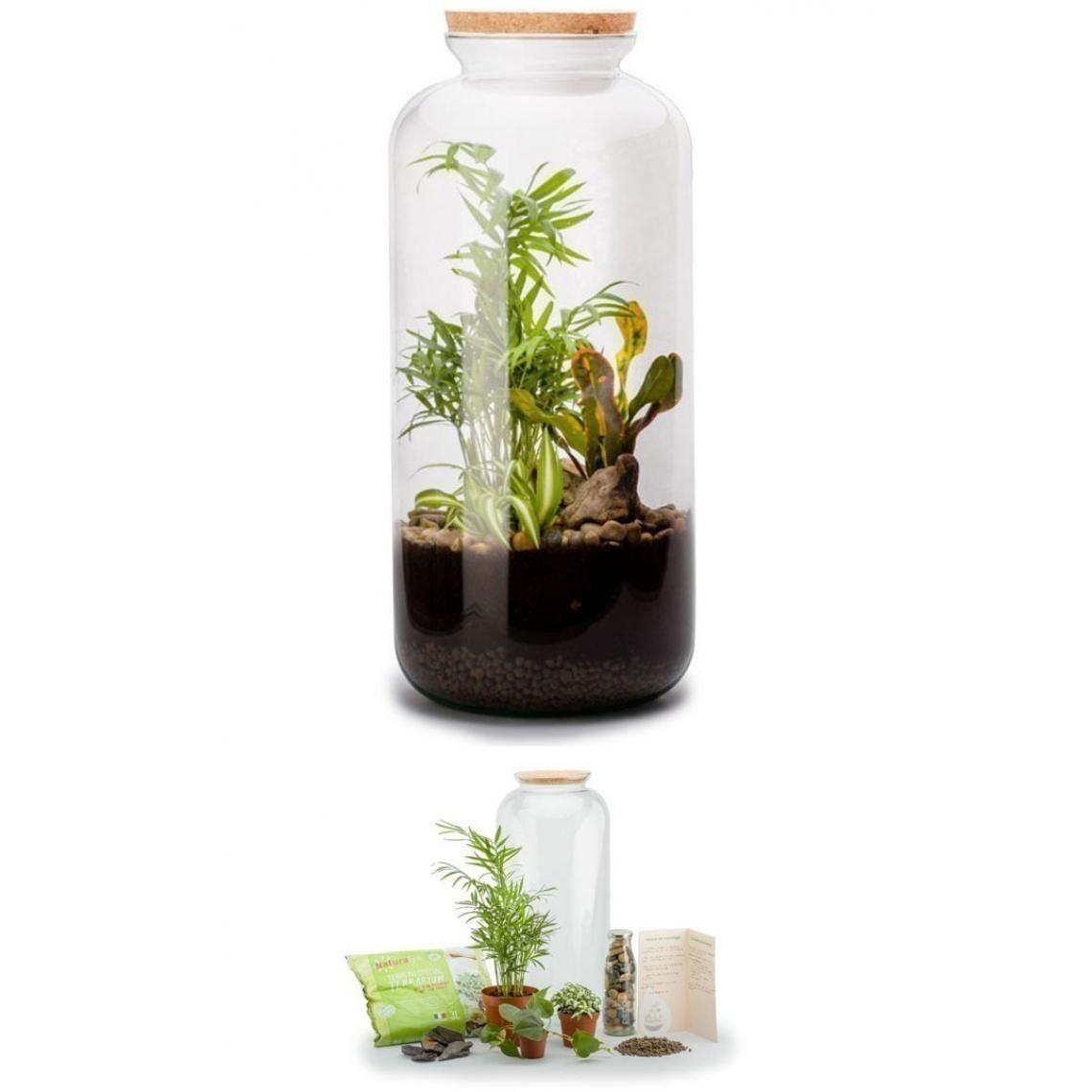Flowerbox - Kit terrarium plantes Bonbonne mix L (23 x 51 cm) - Terrarium