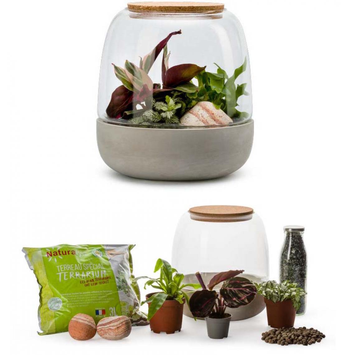 Flowerbox - Kit terrarium plantes Opendo S (23 x 25 cm) - Terrarium