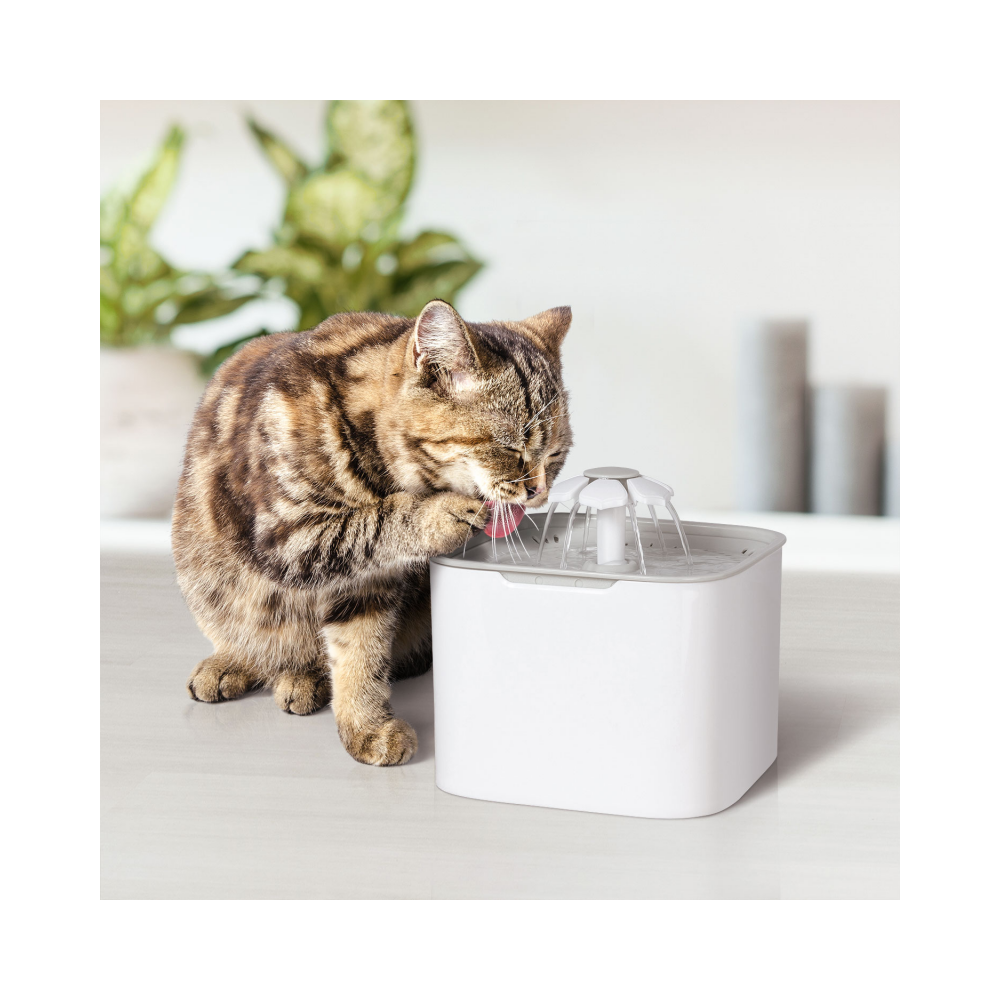 Idmarket - Fontaine à eau 2L pour chien et chat distributeur automatique - Gamelle pour chat
