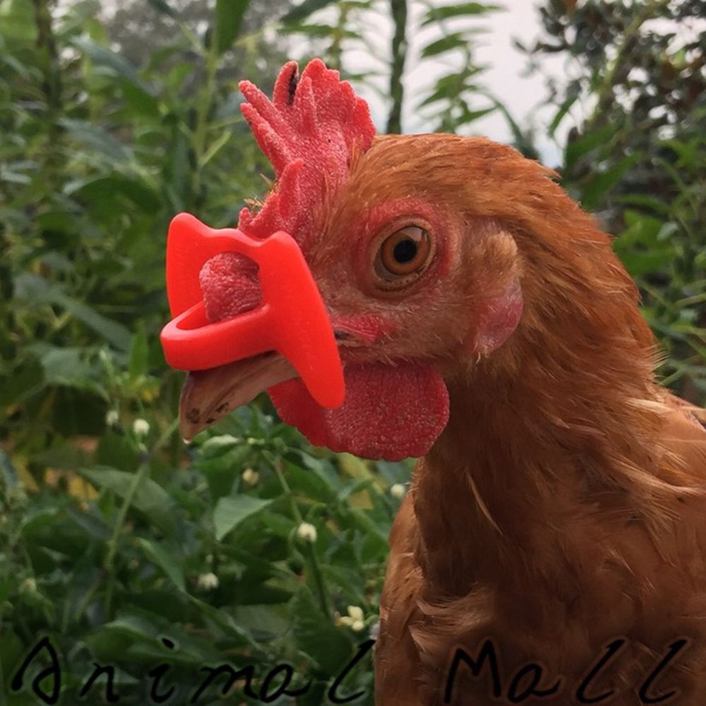 marque generique - 1500Pieces Chicken Pinless Peepers Anti-Pecking Eye Glasses Pour Farm Garden - Alimentation basse-cour