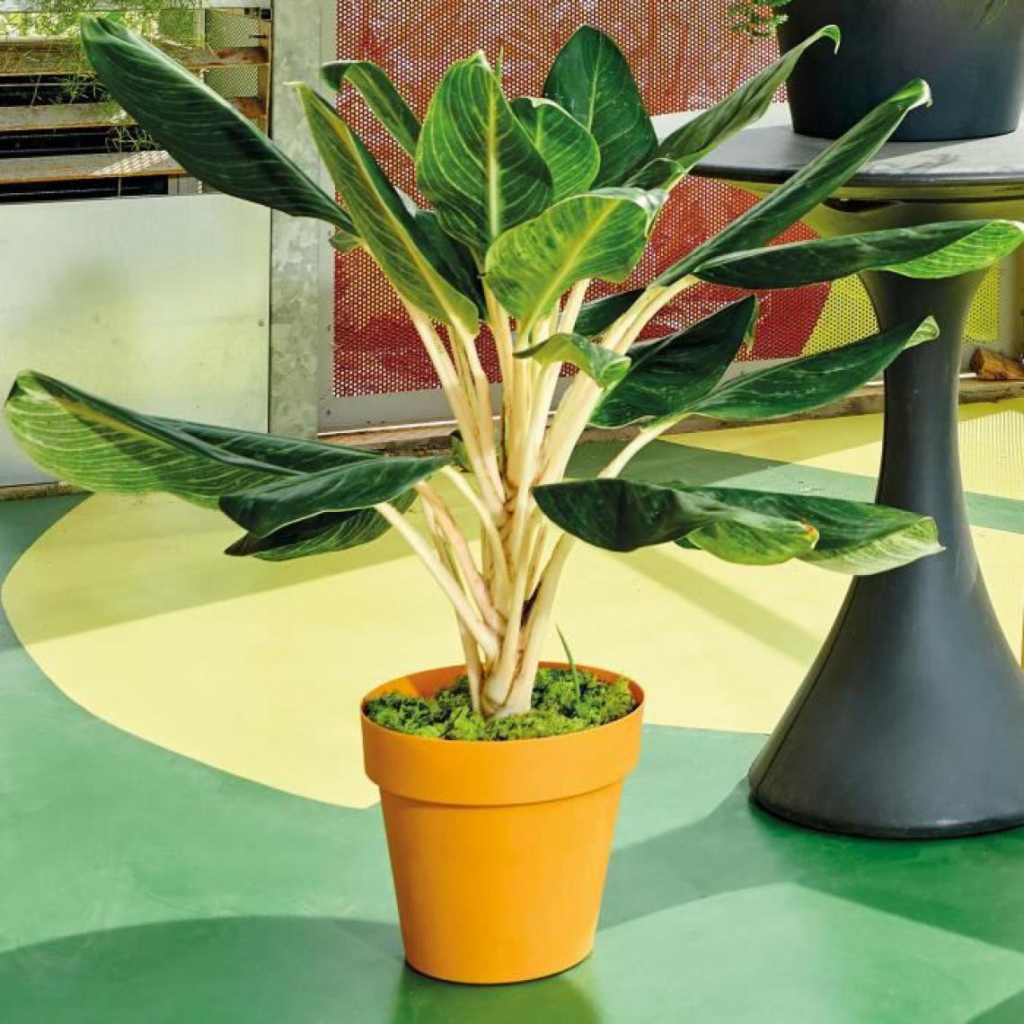 Deroma - Pot de fleurs rond Like Curry - 38 cm - Poterie, bac à fleurs