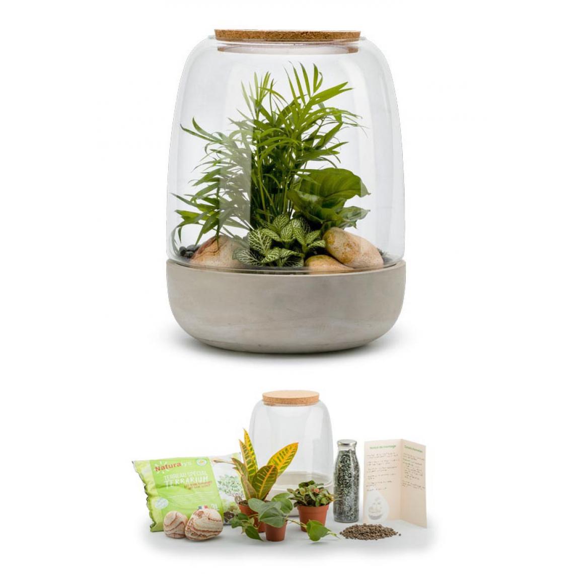 Flowerbox - Kit terrarium plantes Opendo M (24 x 31 cm) - Terrarium