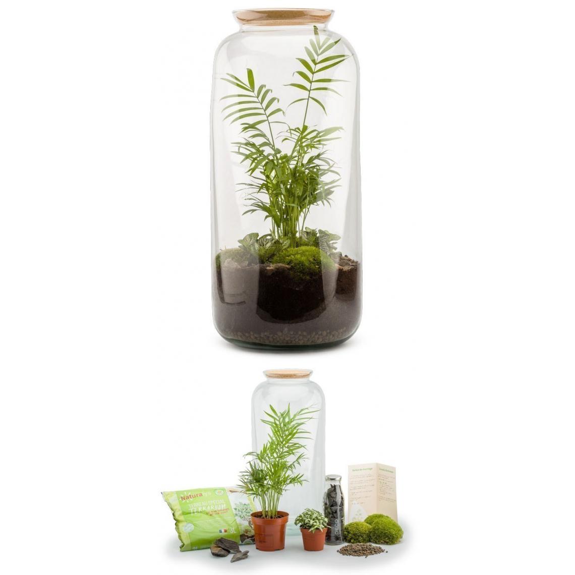 Flowerbox - Kit terrarium plantes Bonbonne L (23 x 51 cm) - Terrarium