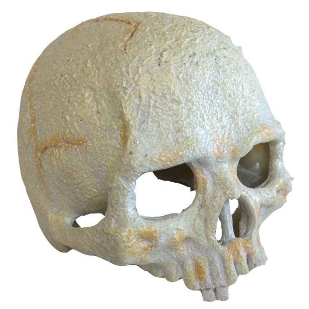 Exo Terra - Décoration Crâne Primate Skull Small pour Terrarium - Exo Terra - Terrarium