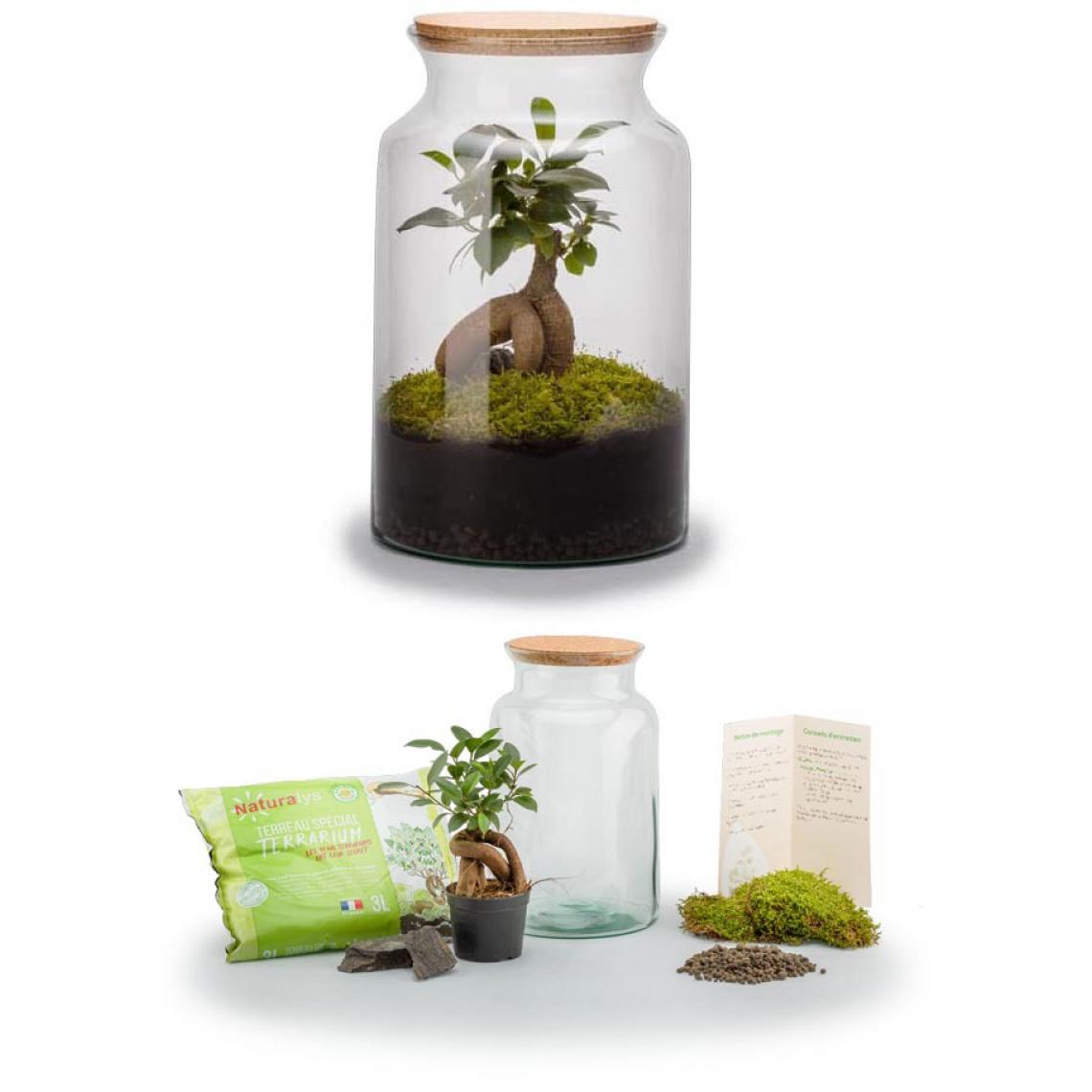 Flowerbox - Kit terrarium plantes Jungle Ginseng - Terrarium