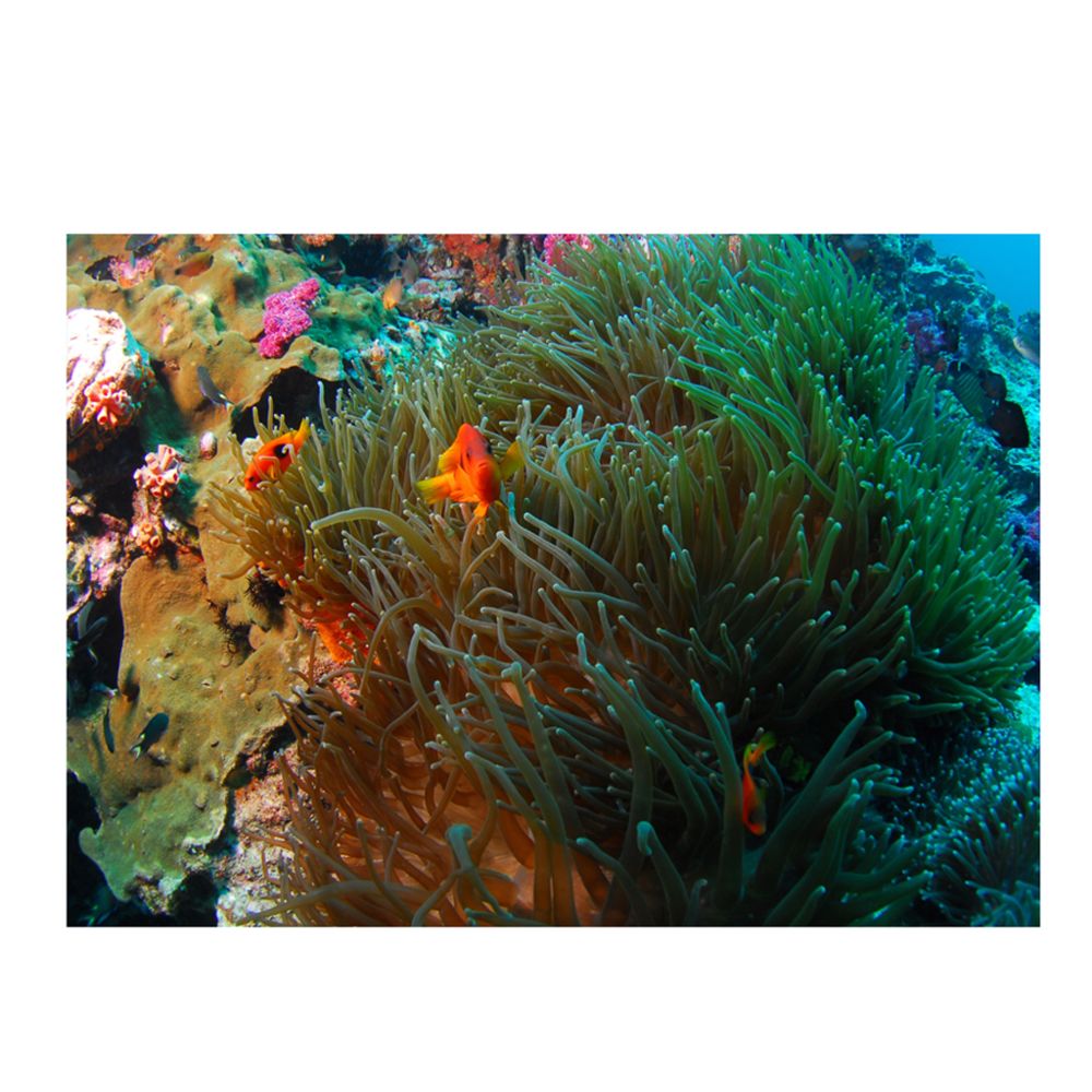 marque generique - pvc aquarium adhésif fond autocollant poisson réservoir décor corail récif l - Décoration aquarium