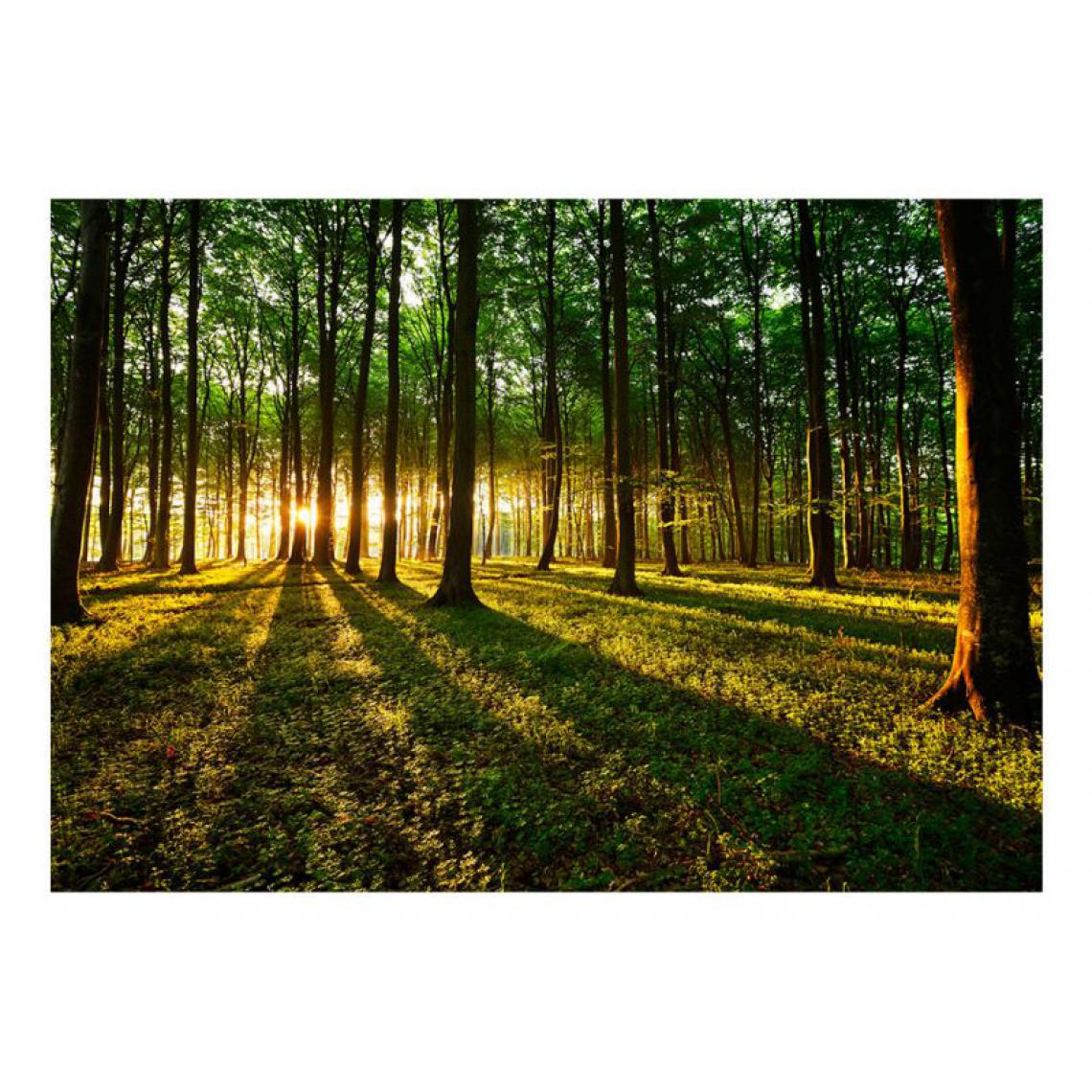 Artgeist - Papier peint - Spring: Morning in the Forest .Taille : 150x105 - Papier peint
