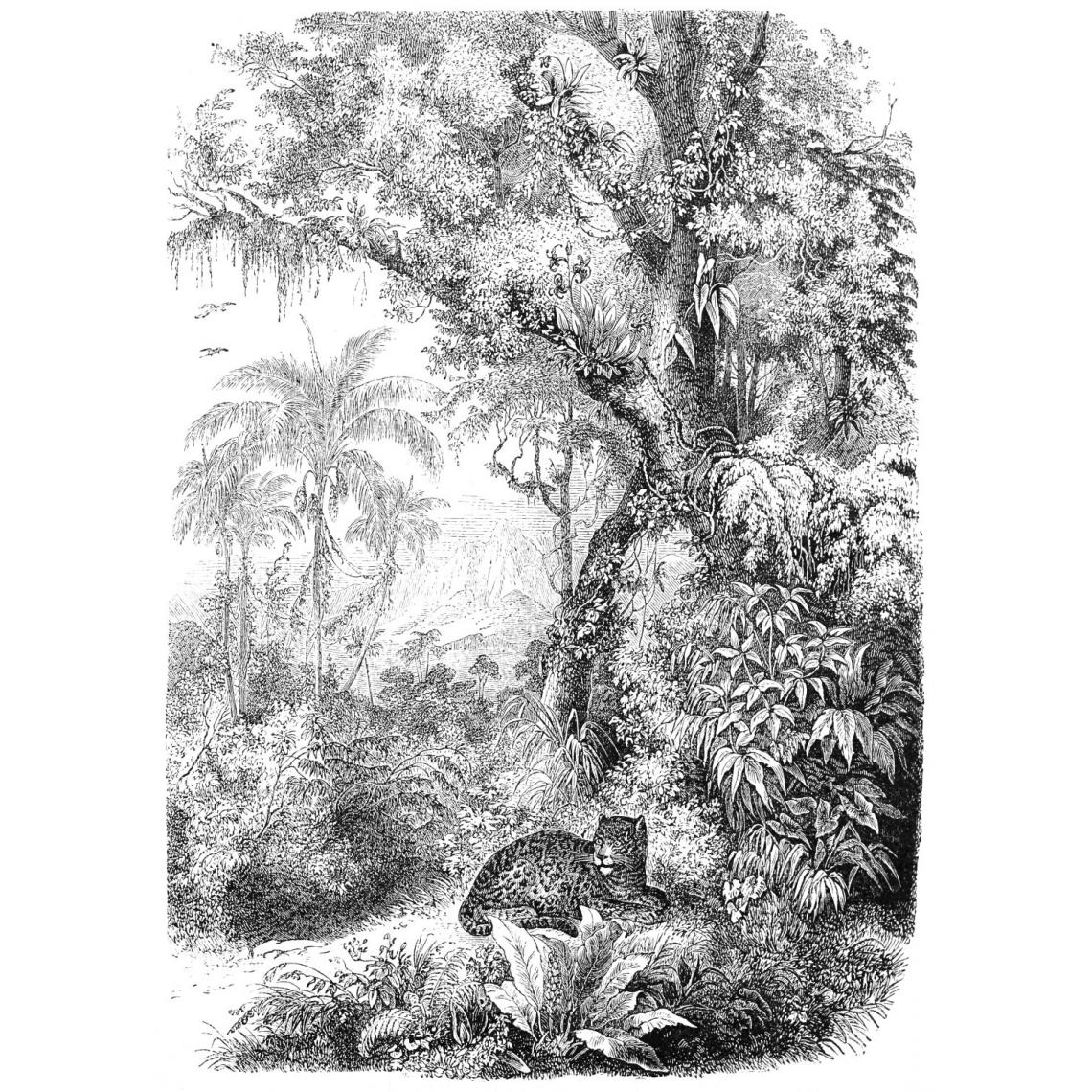 ESTAhome - ESTAhome papier peint panoramique jungle noir et blanc - 158945 - 2 x 2.79 m - Papier peint