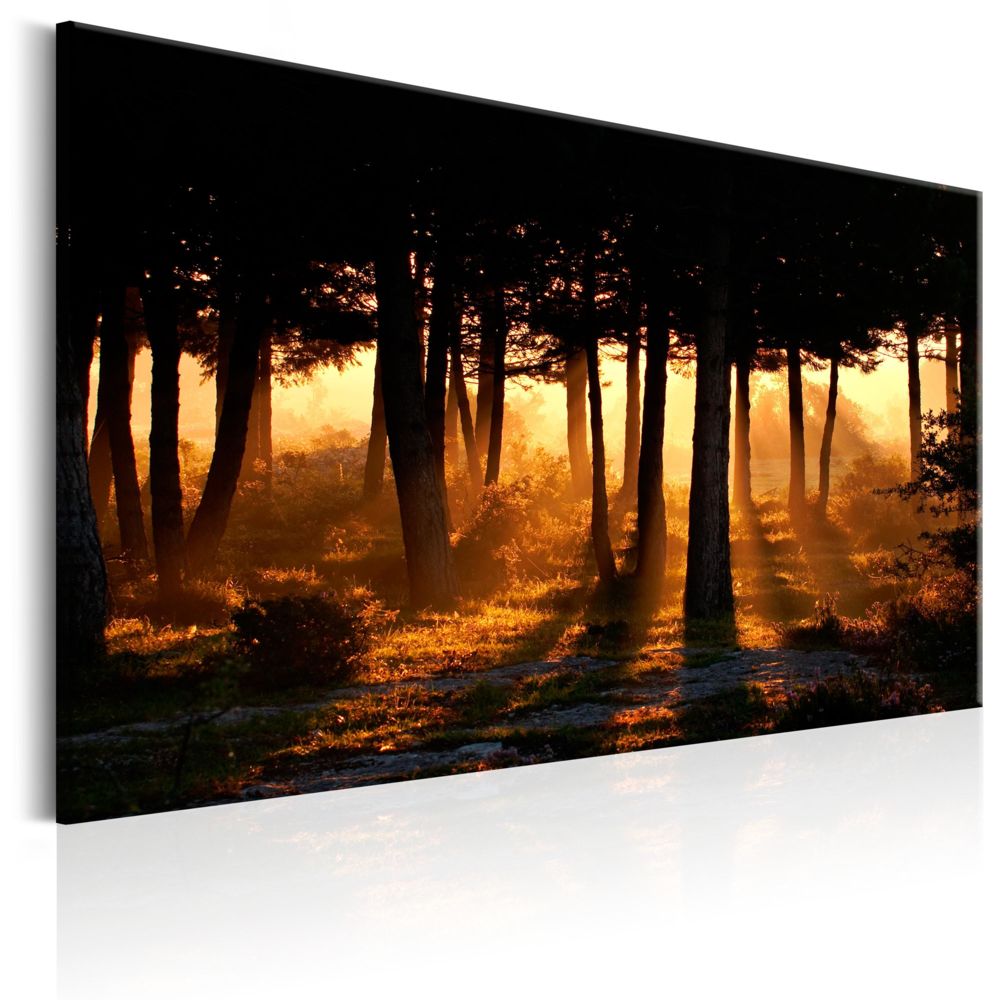 Bimago - Tableau - Forest Dawn - Décoration, image, art | Paysages | Forêt | - Tableaux, peintures