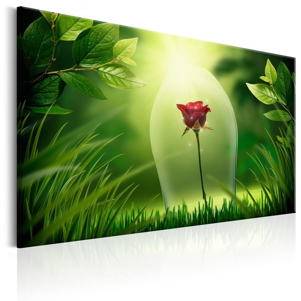 Bimago - Tableau - Magical Rose - Décoration, image, art | Fleurs | Roses | - Tableaux, peintures