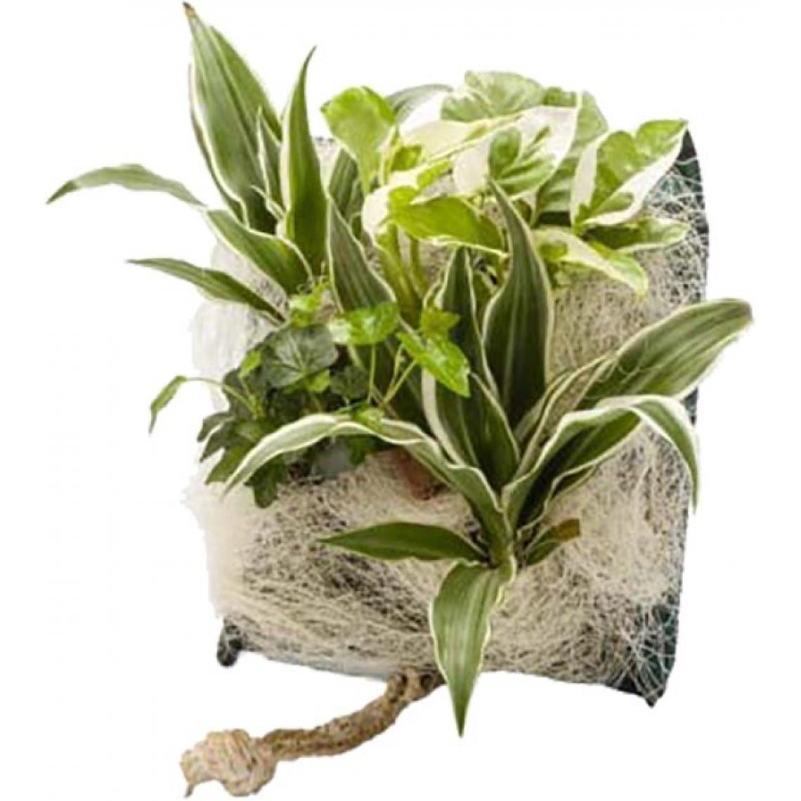 Flowerbox - Poche recharge plantes vivantes pour cadre végétal Wallflower 31 x 31 cm Kyoto - Tableaux, peintures
