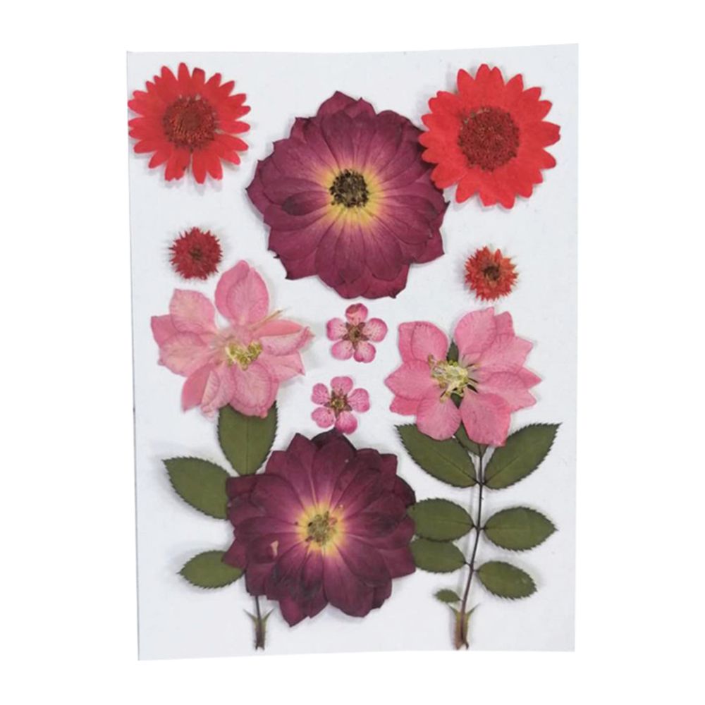 marque generique - Vraies Fleurs Séchées Feuilles Pressées Cerise - Plantes et fleurs artificielles