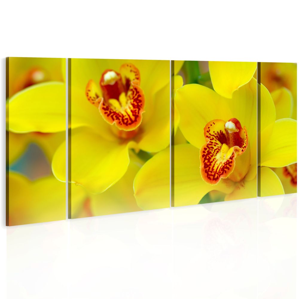 Bimago - Tableau - Orchids - intensity of yellow color - Décoration, image, art | Fleurs | Orchidées | - Tableaux, peintures