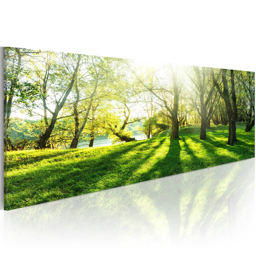 Bimago - Tableau - Rayons de soleil - Décoration, image, art | Paysages | Forêt | - Tableaux, peintures